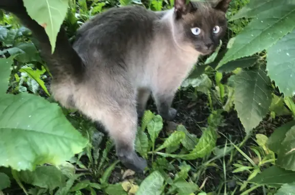 Найден Тайский кот на ул. Лесная, 16 июля