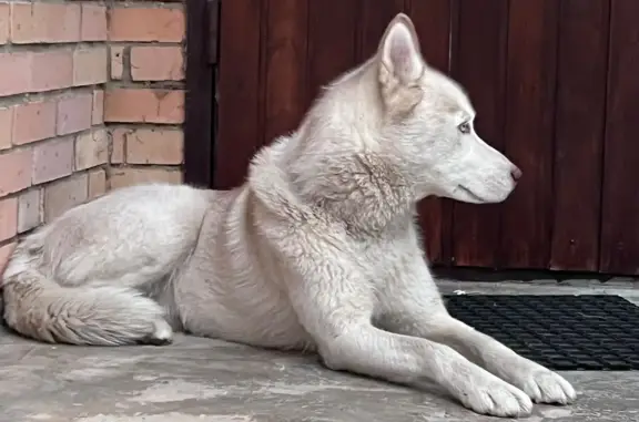 Найдена собака, Московская область, фото: Найдена молодая сука хаски в Житниково, Московская область