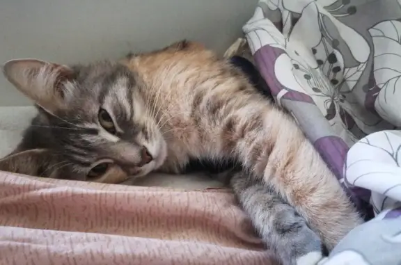 Кошки потеряшки, Москва, фото: Потеряшка кошка рядом с СНТ Лучь, Балашиха