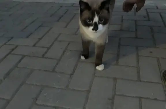 Найдена кошка Кот, 2 года, коричневый, Рязанская область