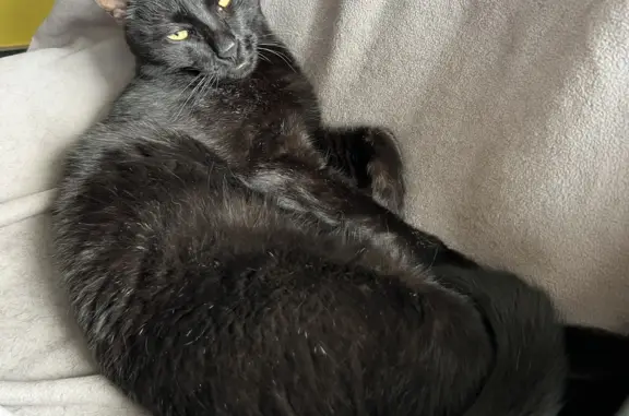 Кошки потеряшки, Иркутск, фото: Потеряшка кошка: черный кот, Вилюйская ул. 147, Иркутск