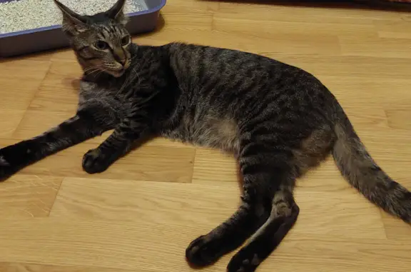 Кошка Метис найдена на Александровской улице, 84