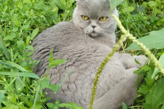 Пропала кошка в Омске, возраст 14 лет