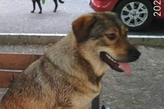 Пропала собака Мария, площадь Ленина, Астрахань