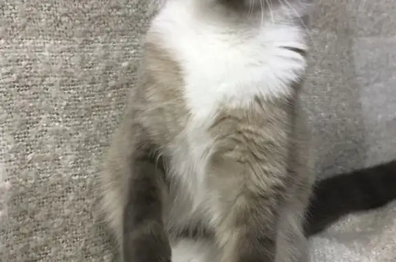 Кошки потеряшки, Новосибирск, фото: Потеряшка кошка 