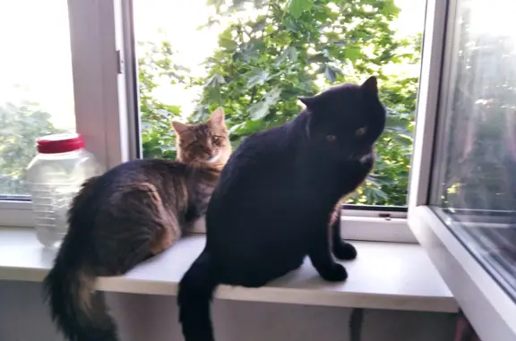 Кошки потеряшки, Москва, фото: Потеряшка кошка в Москве