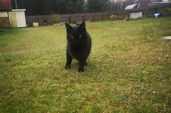 Кошки потеряшки, Москва, фото: Потеряшка чёрная кошка без лапы. Ул. Грекова, 11 с1, Москва