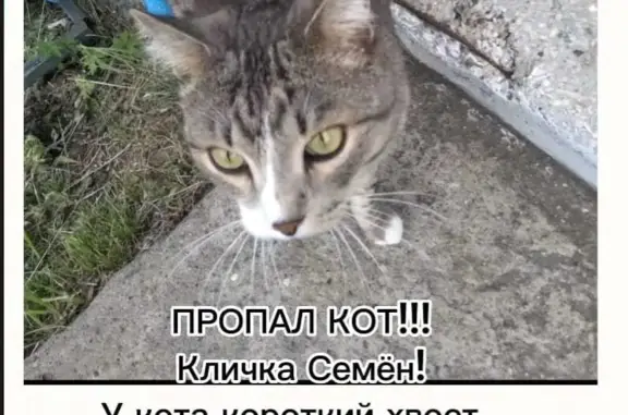 Пропала кошка Котик, ул. Металлургов, 22А, Саяногорск
