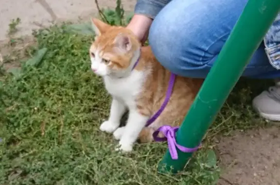 Кошки потеряшки, Новосибирск, фото: Потеряшка рыжая кошка, Комсомольская ул. 4, Новосибирск