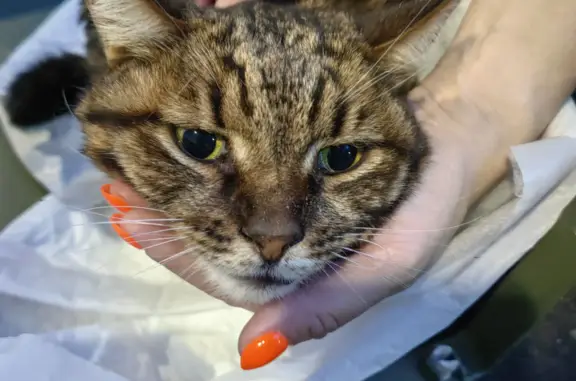 Кошка Котейка найдена с ушибами на Молодёжной улице, 30А, Химки