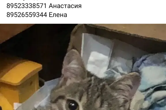 Пропала кошка на Онежской улице, 11, Пермь