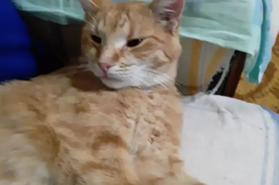 Пропала кошка: рыжий котик, 2 года, ул. Чапаева, 43