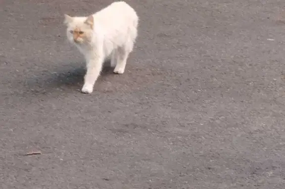 Потерянная кошка на ул. Ломоносова, 63, Ставрополь