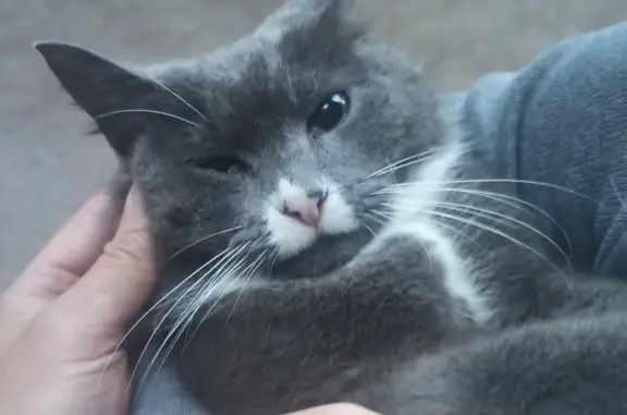 Найден упитанный котик возле Большого Каскада, Павловск