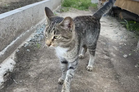 Найдена кошка на 6ой улице, Близкий, Новосибирская обл.