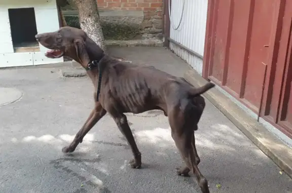 Найдена собака, Ростов-на-Дону, фото: Собака в Ростове-на-Дону: истощена, агрессивна, Мичуринская 38