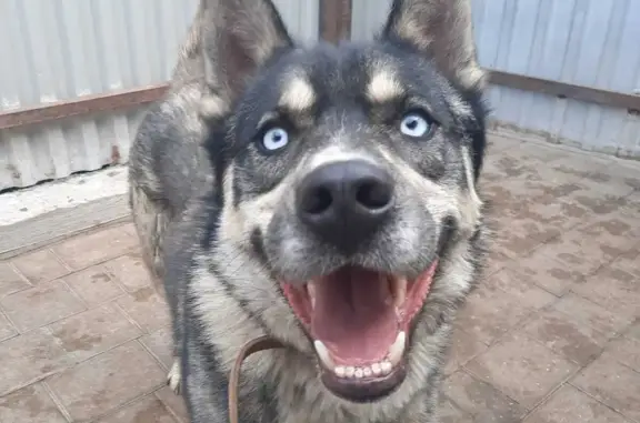 Найдена собака Кобель голубые глаза 46К-5012, Марусино