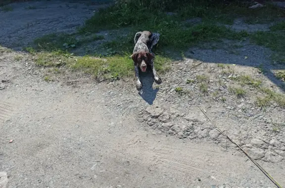 Собака найдена около Комсомольской ул., Губкин