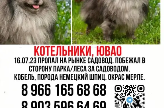 Пропала собака Неон в Москве, Котельники