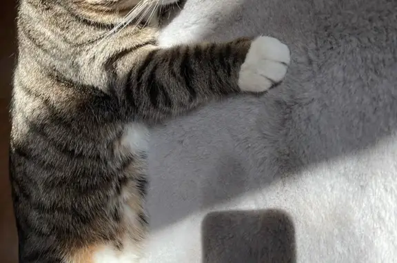 Кошки потеряшки, Москва, фото: Потеряшка кошка Мася, 4 года, Москва