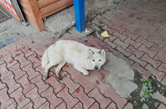 Собака с ошейником на Ульяновской улице