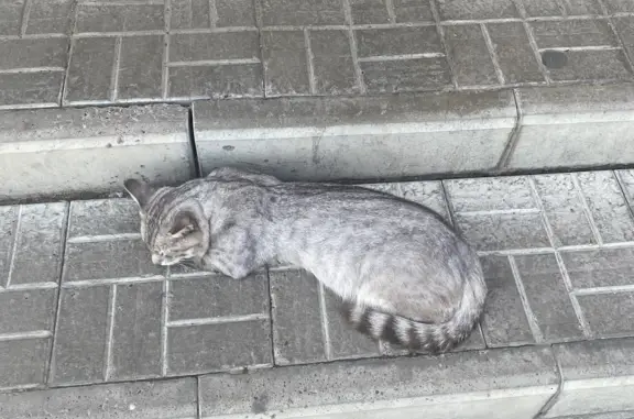 Потерян домашний котик на ул. Рихарда Зорге, 82, Казань