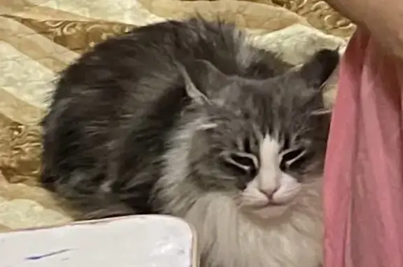 Кошки потеряшки, Ижевск, фото: Потеряшка кошка Марта, Берёзовая улица, Крестовоздвиженское