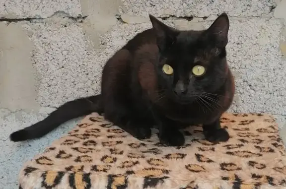 Найден домашний кот Кот на ул. Братьев Никитиных, Саратов