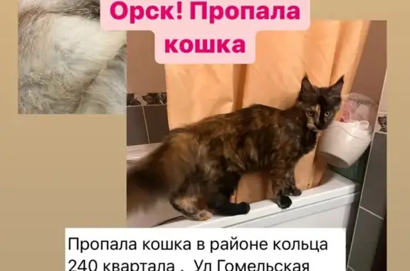 Пропала кошка: Гомельская ул., 78, Орск