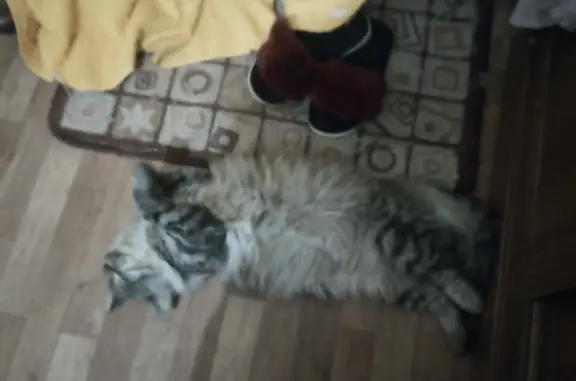 Пропала кошка: ул. Суворова, 12, Йошкар-Ола