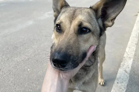 Найдена собака девочка в Балашихе, ищу хозяина