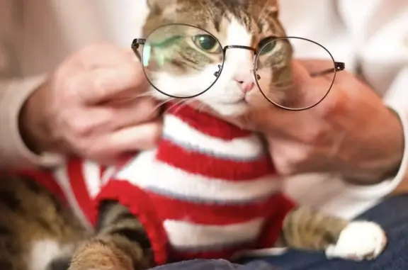 Кошки потеряшки, Москва, фото: Потеряшка кошка: Тимирязевская ул., 38А с1, Москва