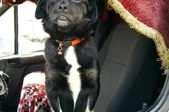 Собаки потеряшки, Санкт-Петербург, фото: Потеряшка собака на пр. Маршала Блюхера, 9 к1 с1, СПб