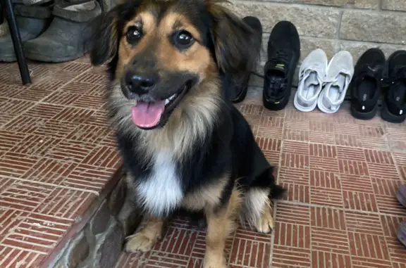 Собака найдена в районе Лента на Московском шоссе, 2
