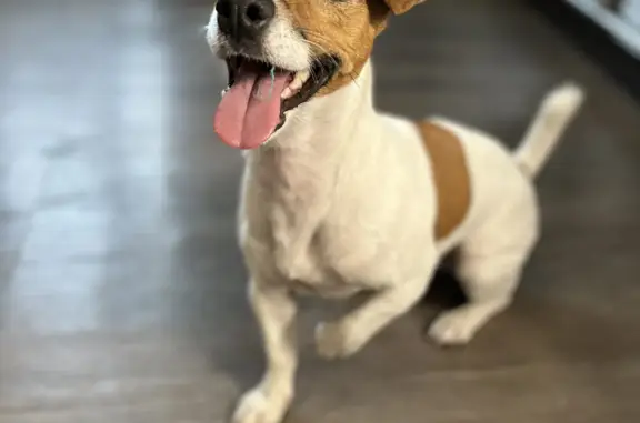 Найдена собака, Москва, фото: Собака Девочка найдена: Большая Андроньевская ул., Москва