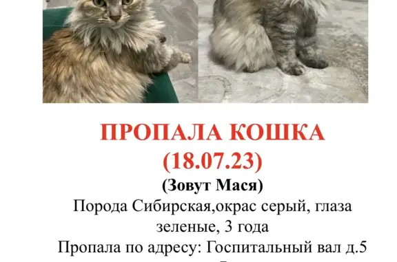 Кошки потеряшки, Москва, фото: Потеряшка кошка Мася, ул. Госпитальный Вал, 5 с4, Москва