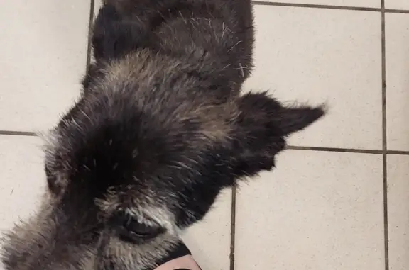 Найдена собака, Москва, фото: Найден кобелек на 3-й Гражданской улице, Москва