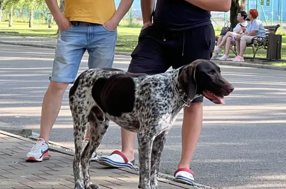 Найдена собака породы Курцхаар на Трамвайной ул., 2А/17 к1, Краснодар