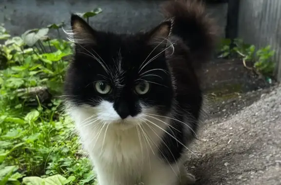 Найден контактный кот на Белореченской ул., 17 к4, Екатеринбург