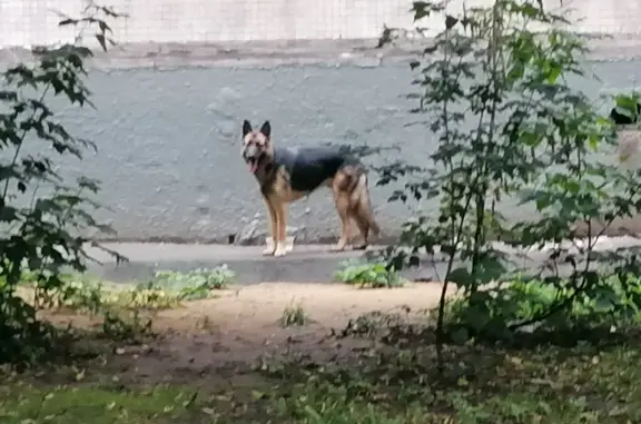 Найдена собака Овчарка без ошейника, Москва