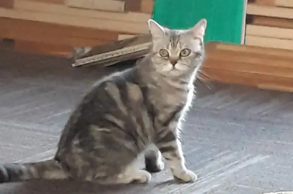 Пропала кошка Британка на Дивной улице, Красноярский край
