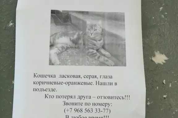 Найдена ласковая кошка возле Барвихинской улицы, 20