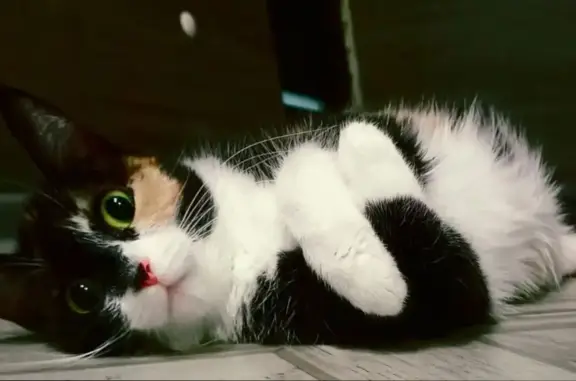 Пропала трехцветная кошка Люся в Красноярском крае