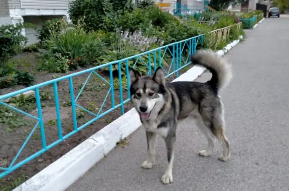 Собака Лайка найдена в Трубичинском сельском поселении, Новгородская область