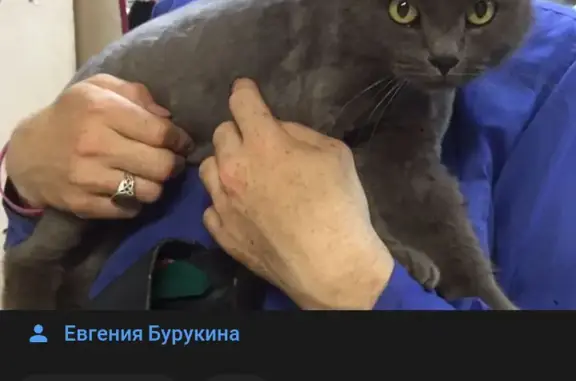 Найден серый кот, ул. Максимова, Казань