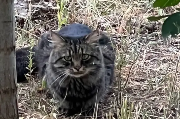 Найдена кошка в кустах около стройки, Сиреневый проезд, 13А, Ульяновск
