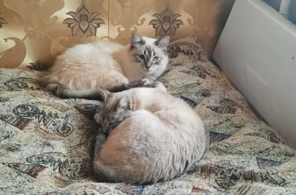 Кошки потеряшки, Ярославль, фото: Потеряшка кошка: Ул. Угличская, 52.