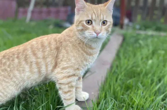 Кошки потеряшки, Петро-Славянка, фото: Потеряшка рыжая кошка на ул. Труда, 13