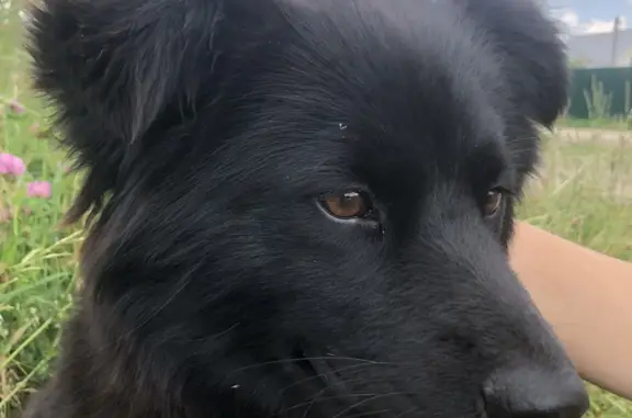 Пропала собака в Калуге, черный окрас, белые лапки и грудка