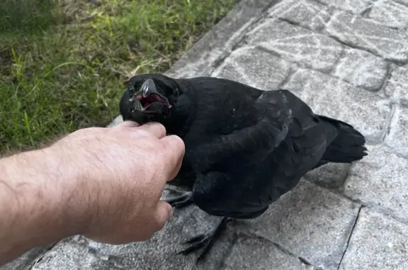 Потерянные животные Изобильный, фото: Пропал черный ворон, микрорайон 